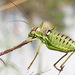Dalmatian Saddle Bush-Cricket - Photo (c) Иван Тисленко, some rights reserved (CC BY-NC), uploaded by Иван Тисленко