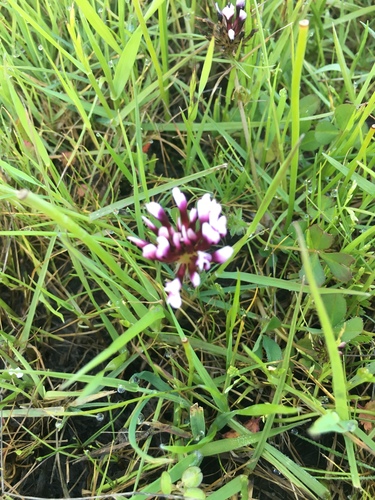 iNaturalist observation photo of white-tipped clover