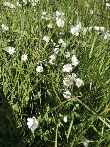 iNaturalist observation photo of Douglas' meadowfoam