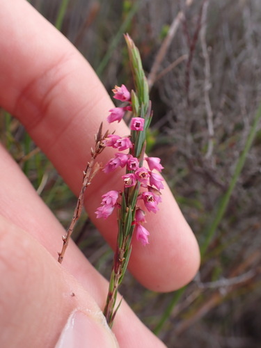 Image of Coppice Heath (Erica articularis) by (c) Ren Hoekstra, some rights reserved (CC BY)