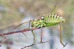 Ephippiger discoidalis