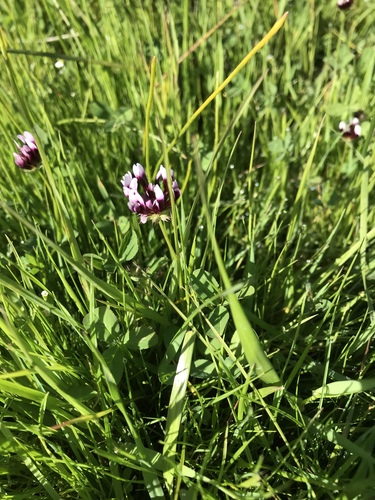 iNaturalist observation photo of white-tipped clover