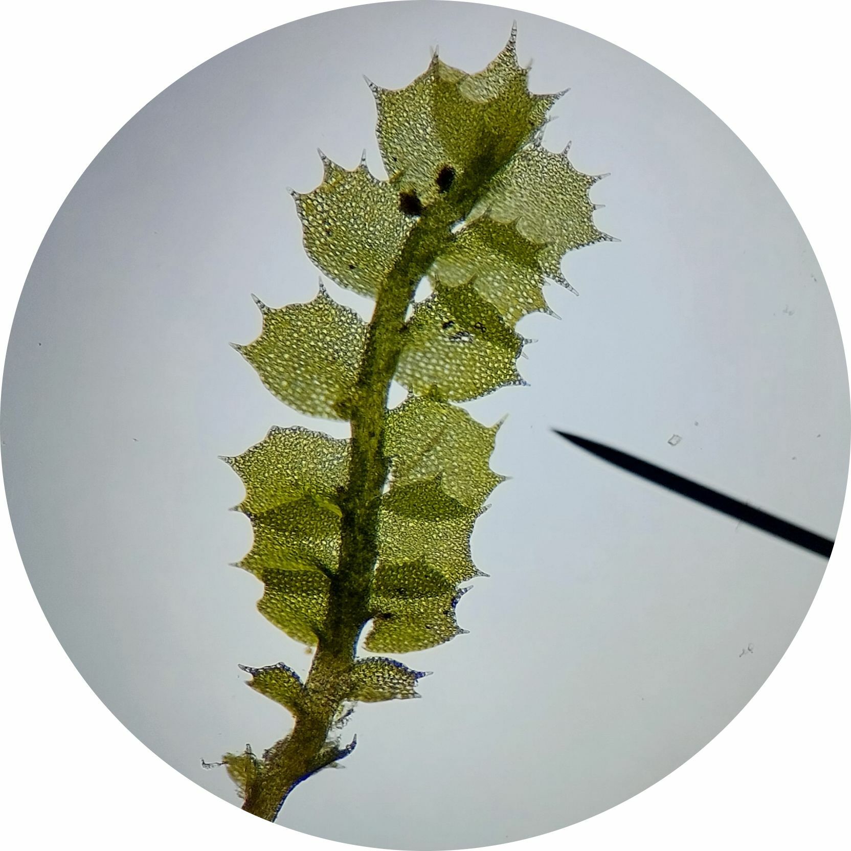 Plagiochila punctata