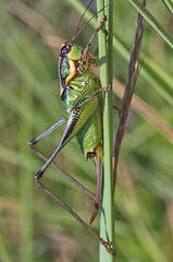 Eupholidoptera schmidti