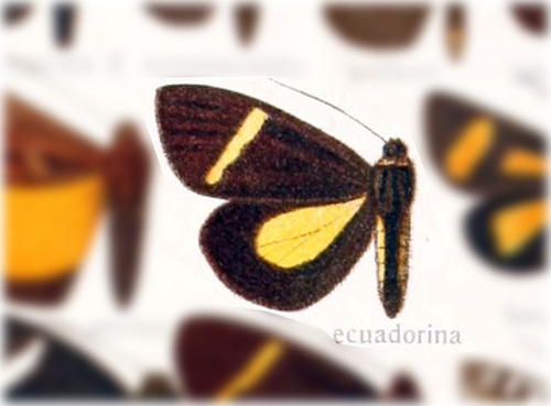 Parothria ecuadorina