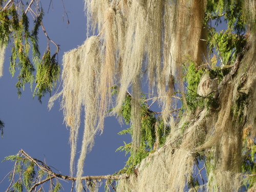 Usnea barbata, foto de la comunidad