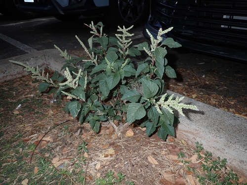 Amaranthus retroflexus, 2023-10-29