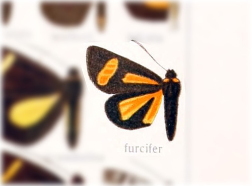 Schalifrontia furcifer