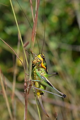 Eupholidoptera schmidti