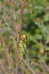 Eupholidoptera schmidti