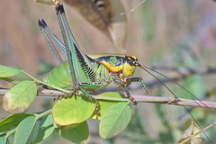 Eupholidoptera schmidti