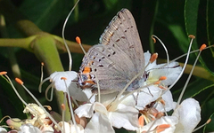 Satyrium californica