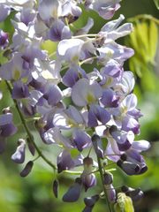 Wisteria floribunda