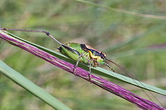 Eupholidoptera schmidti