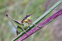 Eupholidoptera schmidti