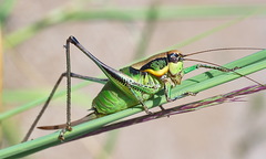 Eupholidoptera schmidti
