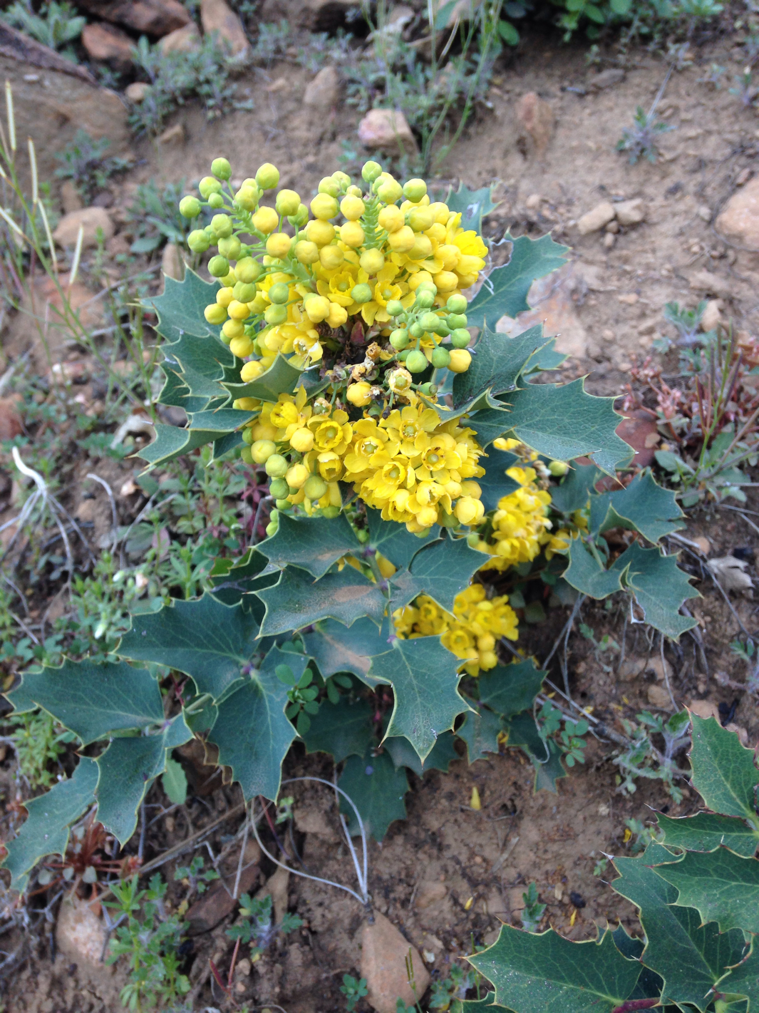 Berberis dictyota