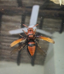 Rhynchium