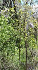 Wisteria floribunda
