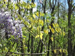 Wisteria floribunda