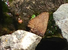 Callophrys augustinus