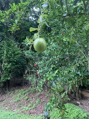 Crescentia cujete image