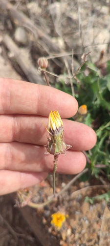 False Sow-thistle