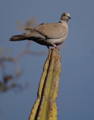 Streptopelia decaocto