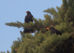 Turdus merula