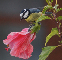 Cyanistes teneriffae teneriffae