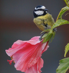 Cyanistes teneriffae teneriffae