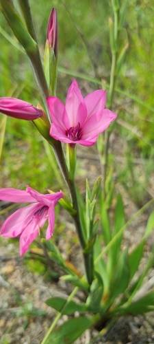 Wine Watsonia (Watsonia amabilis)