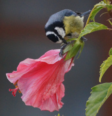Cyanistes teneriffae teneriffae