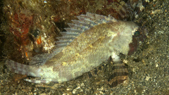 False Scorpion-Fish photo 5