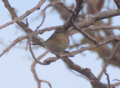 Phylloscopus canariensis