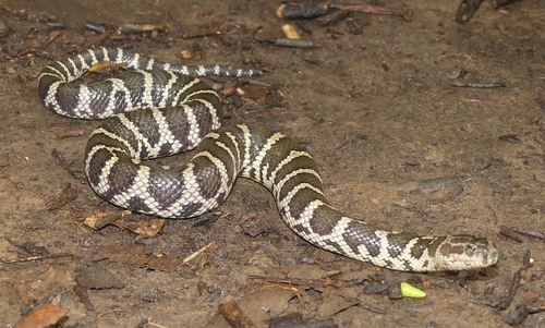 Photo of a Siebold's Mud Snake (Ferania sieboldii)