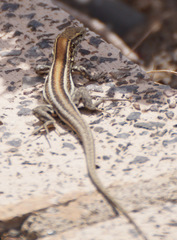 Gallotia galloti galloti