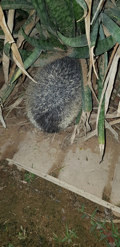 Paraechinus aethiopicus