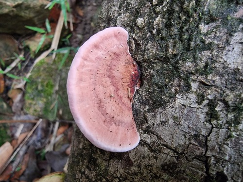 Rhodofomitopsis cupreorosea, 2023-04-20