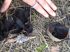 Plicaria endocarpoides