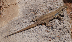 Gallotia galloti galloti