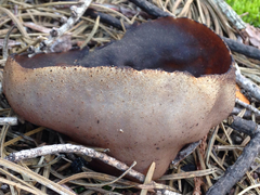 Plicaria endocarpoides