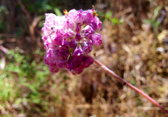 Allium serra
