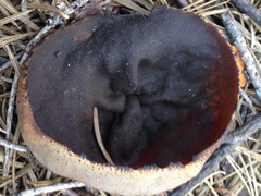 Plicaria endocarpoides