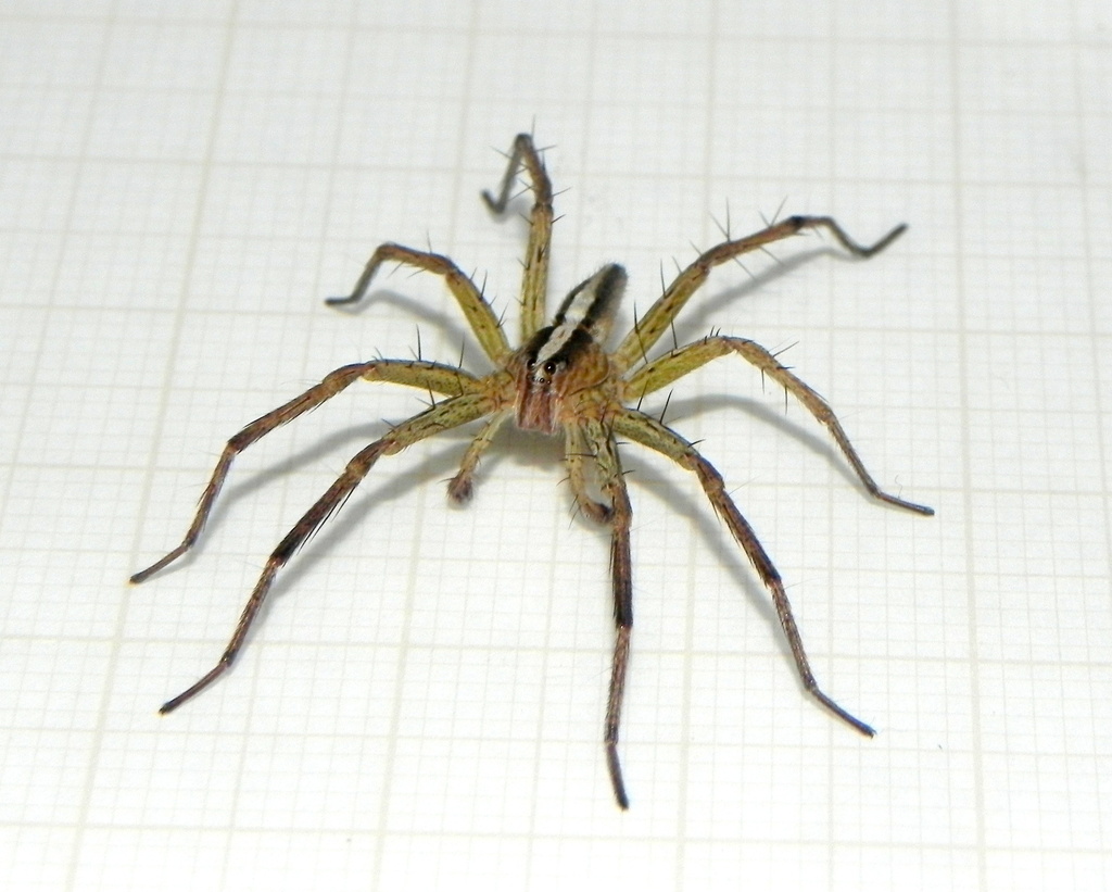 Neoctenus comosus