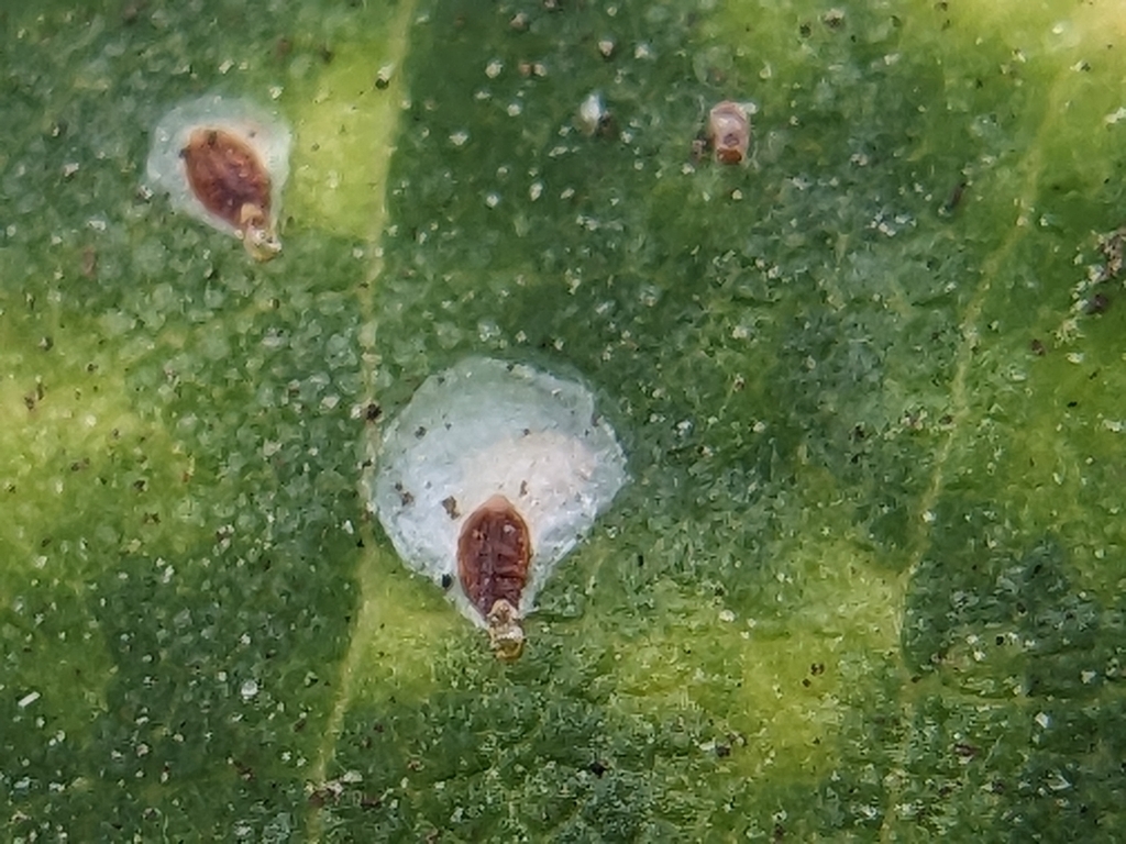 mango scale