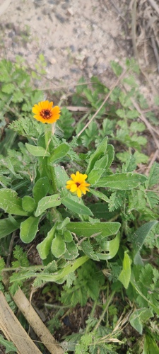 field marigold