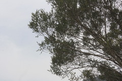 Fraxinus greggii