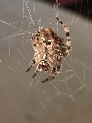 Cat-faced Orbweaver