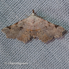 Prolophota trigonifera